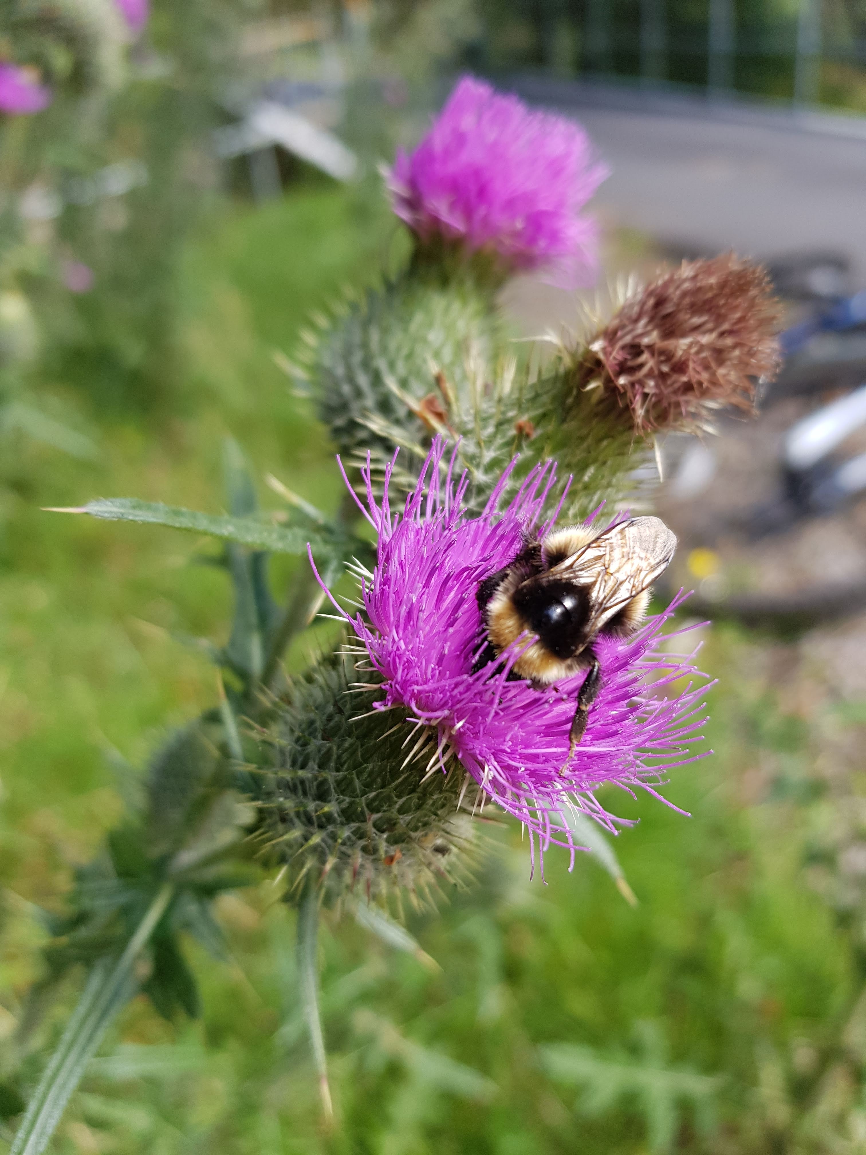 Butterflies, bees and ID apps