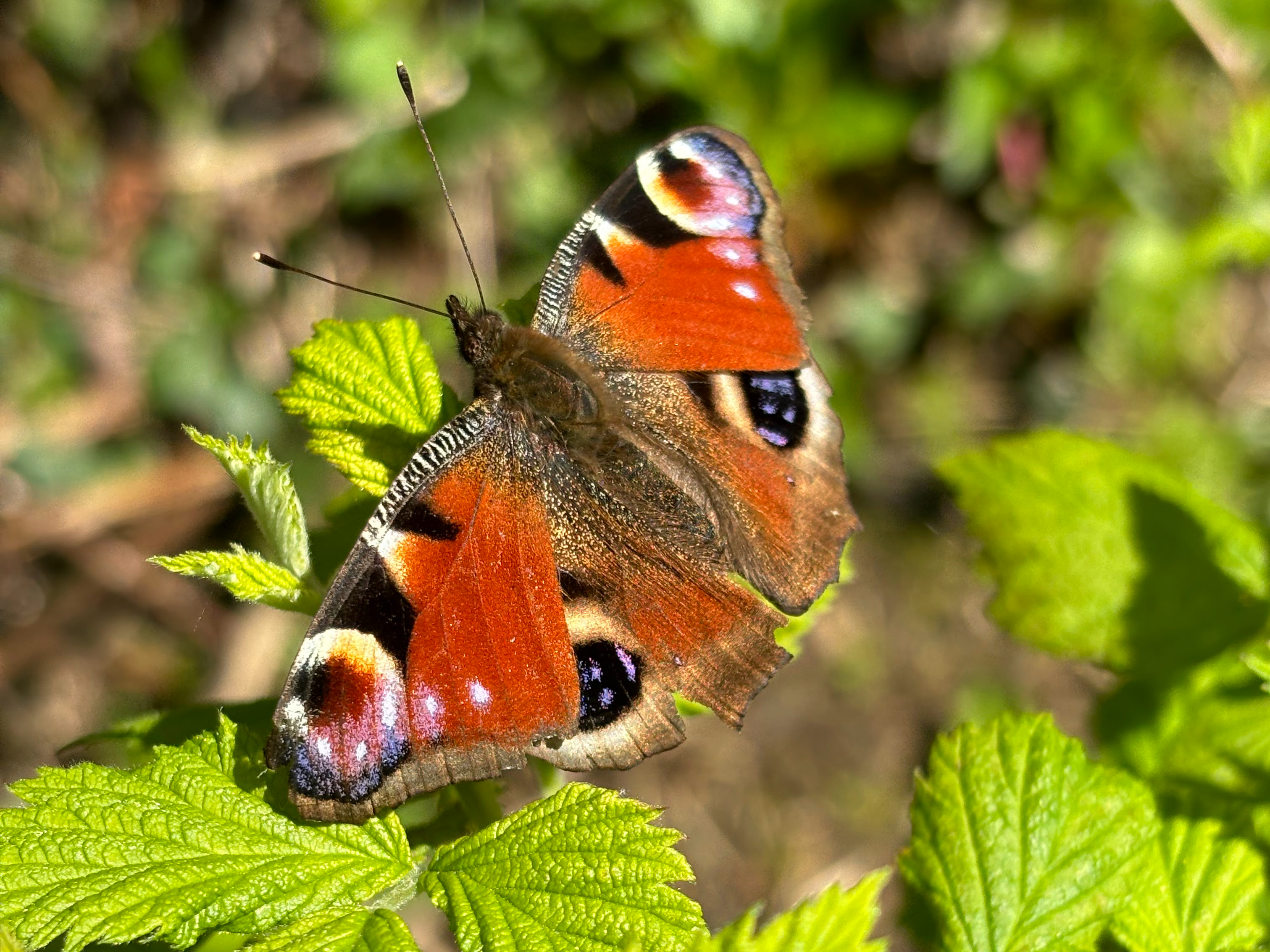 The birds, the bumblebees and the butterflies